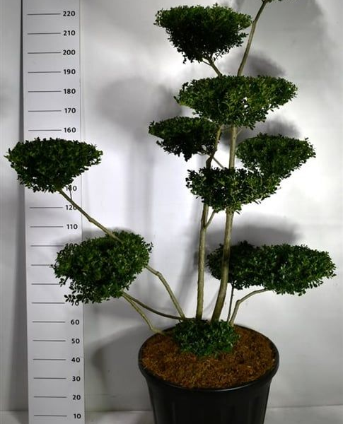 Ilex crenata 'Green Hedge'