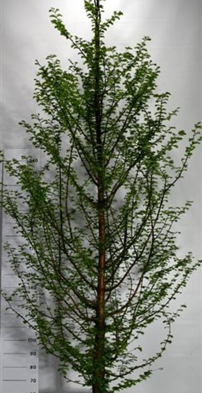 Metasequoia glyptostroboides