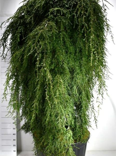 Tsuga canadensis