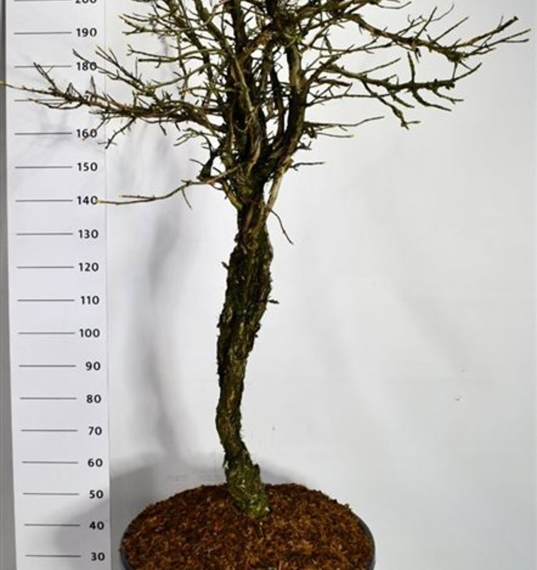 Hydrangea petiolaris