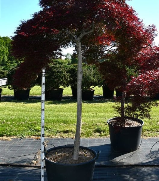 Acer palmatum 'Inaba-shidare'