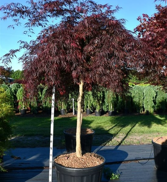 Acer palmatum 'Inaba-shidare'