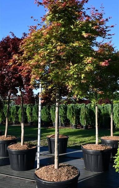Acer palmatum 'Shin-deshojo'