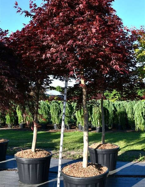 Acer palmatum 'Fireglow'