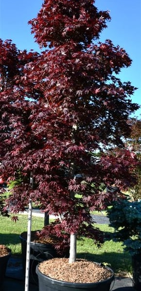 Acer palmatum 'Fireglow'