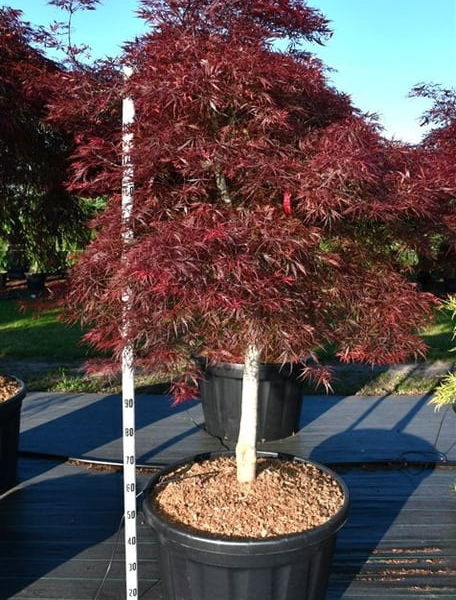 Acer palmatum 'Stella Rossa'