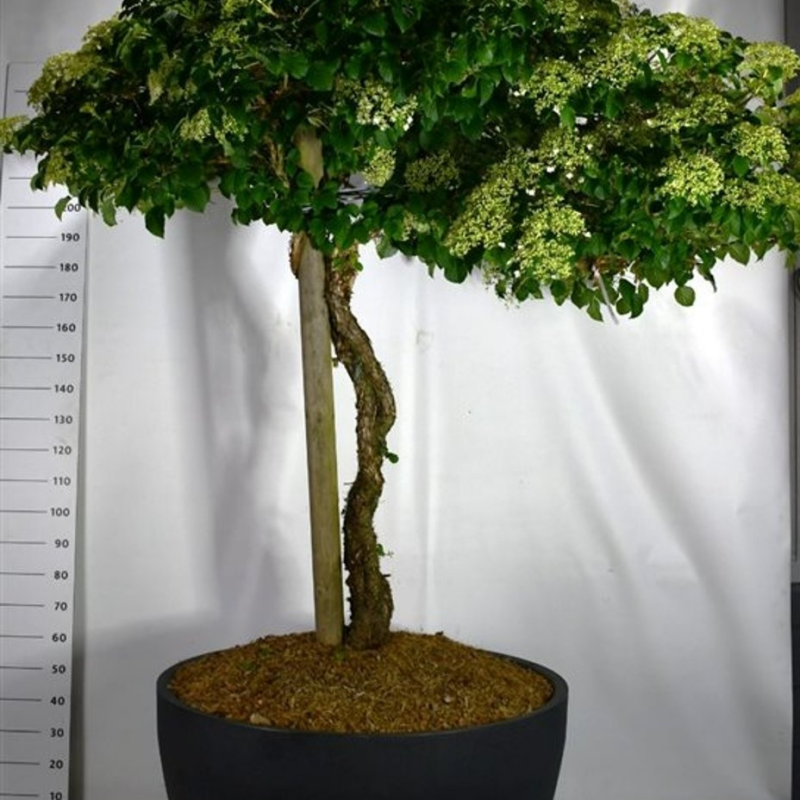 Hydrangea petiolaris