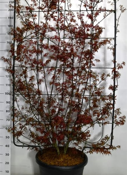 Acer palmatum 'Skeeters Broom'