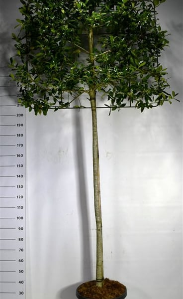 Ilex crenata 'Nellie R. Stevens'