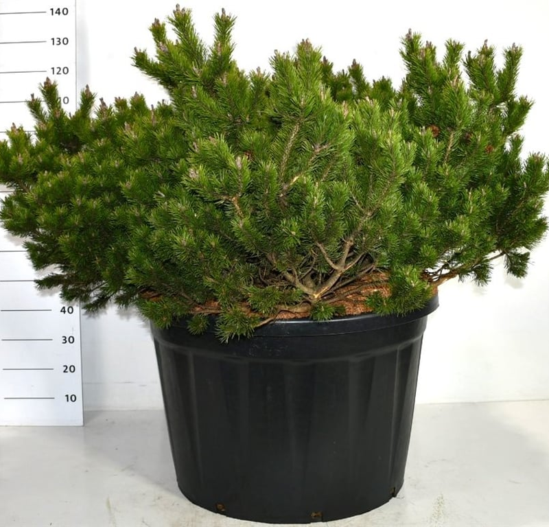 Pinus mugo 'Klosters Green'