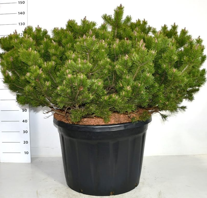Pinus mugo 'Klosters Grun'