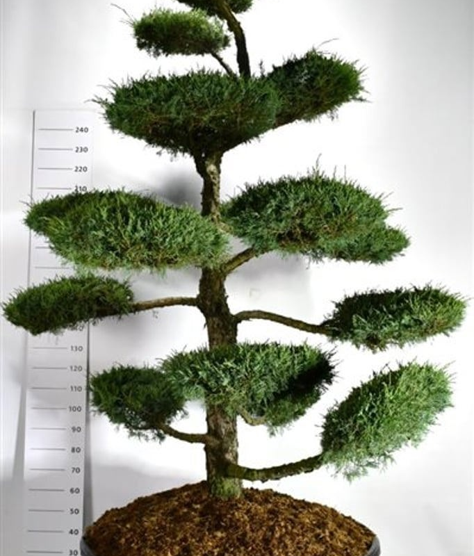 Juniperus communis 'media Hetzii'