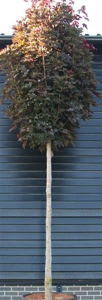 Acer platanoides 'Crimson Sentry'