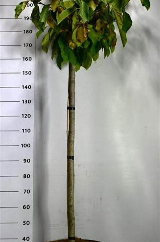 Magnolia loebneri 'Butterfly'
