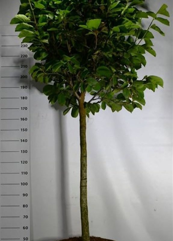 Magnolia denudata 'Yulan'