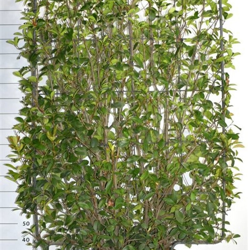 Photinia x fraseri 'Red Robin'