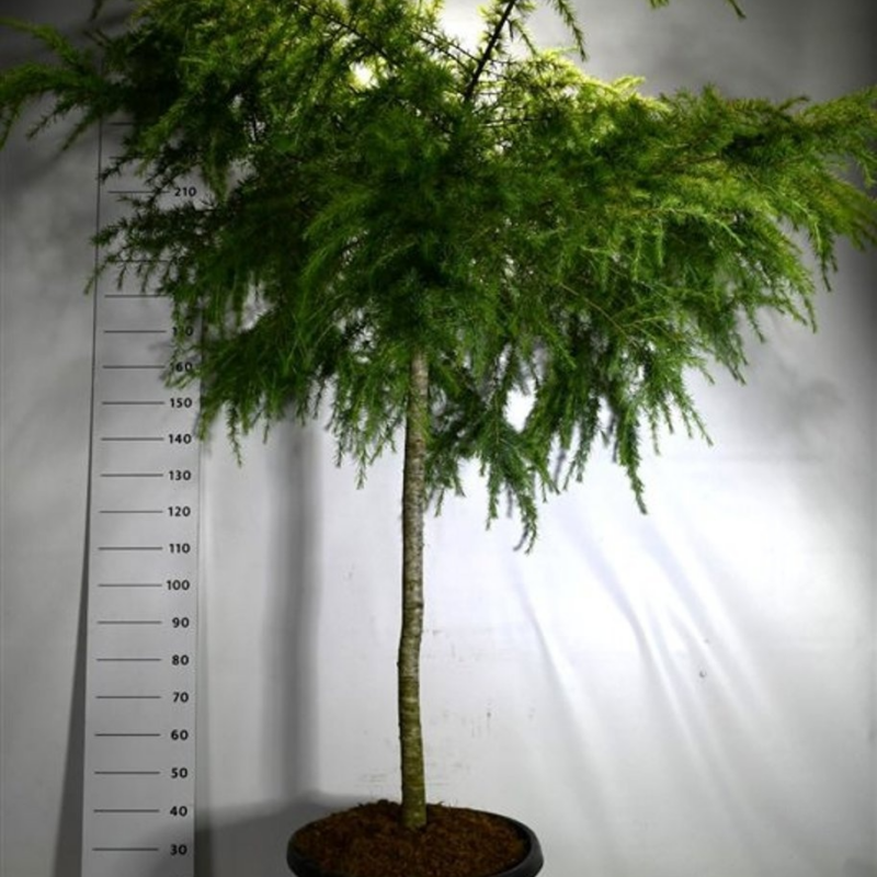 Cedrus deodara 'Golden Horizon'