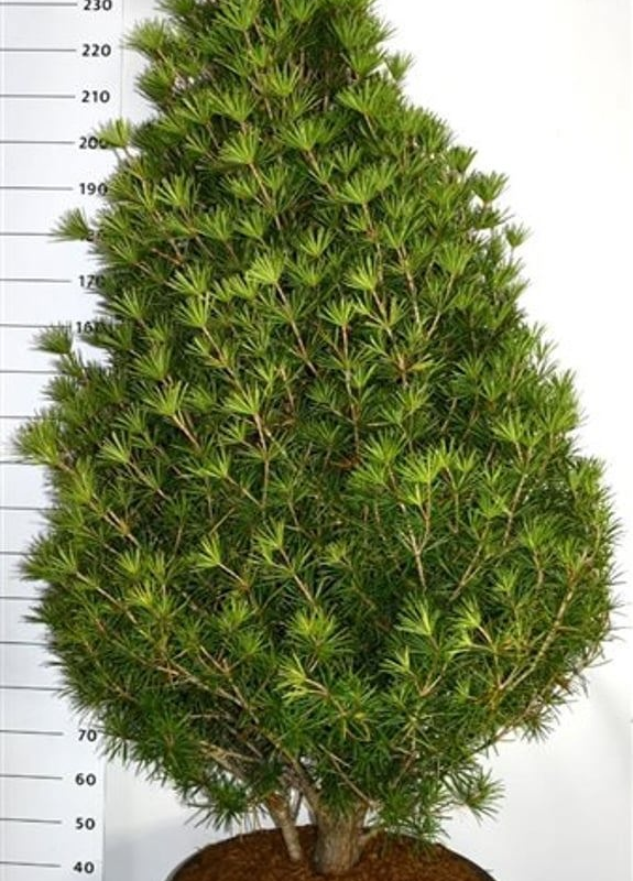 Sciadopitys verticillata 'Beauty Green'