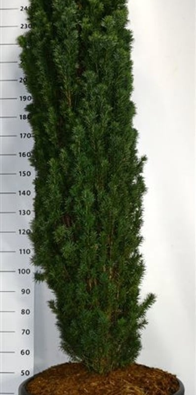 Taxus baccata 'Fastigiata Robusta'