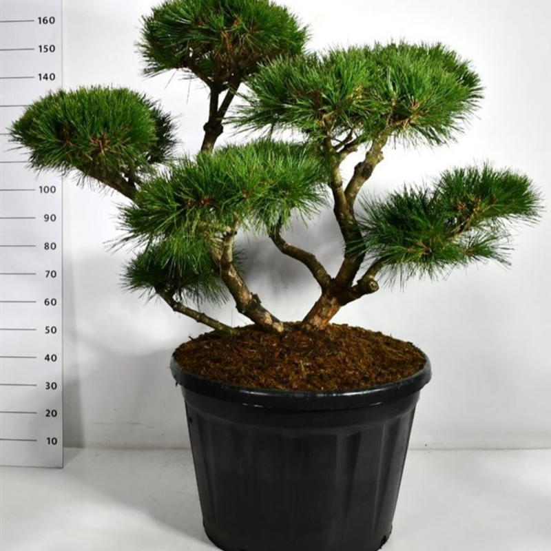 Pinus nigra 'Pierrick Bregeon'