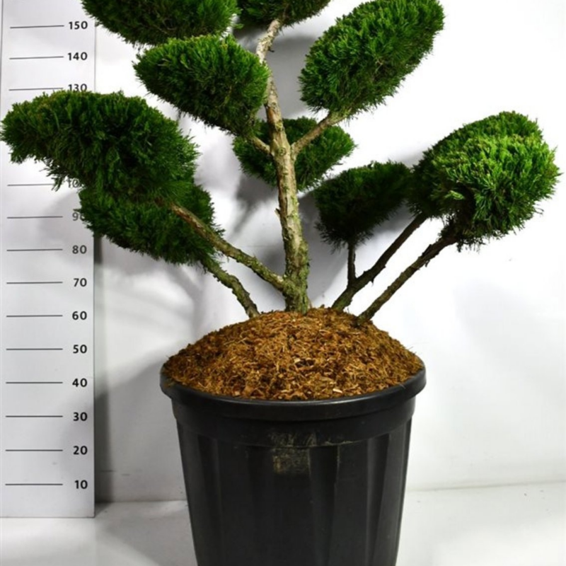 Juniperus x pfitzeriana 'Mint Julep'
