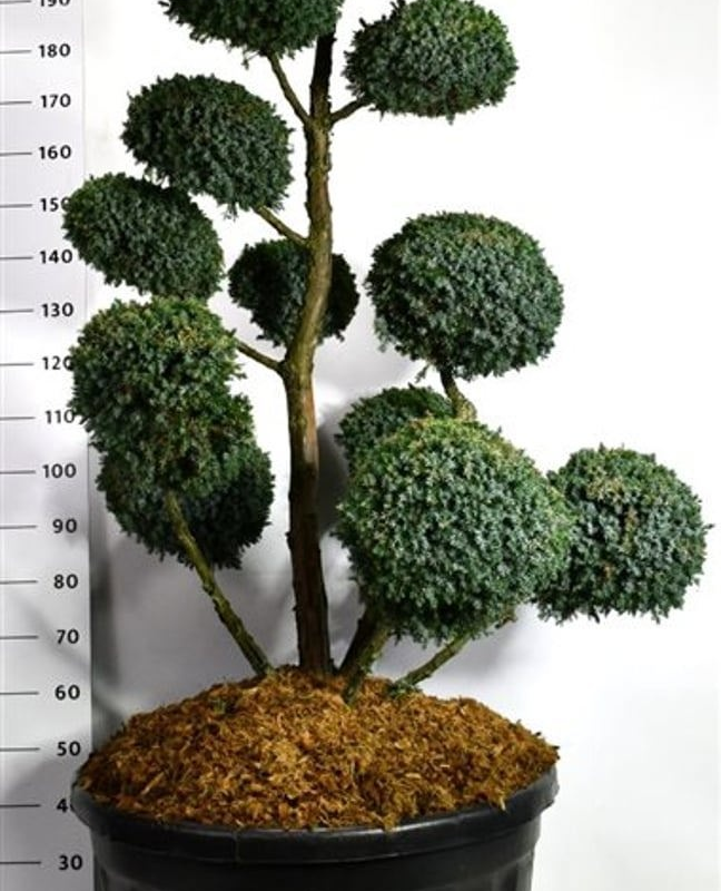 Juniperus chinensis 'Blue Alps'