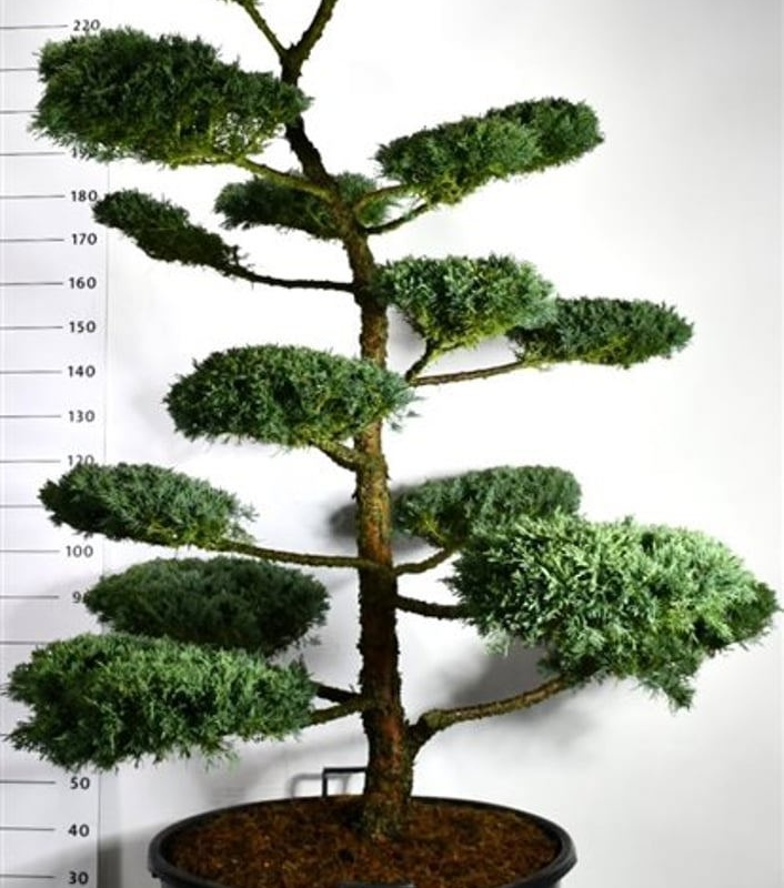 Juniperus x pfitzeriana 'Hetzii'