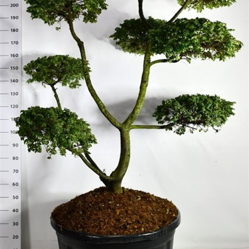 Ulmus minor 'Jacqueline Hillier'