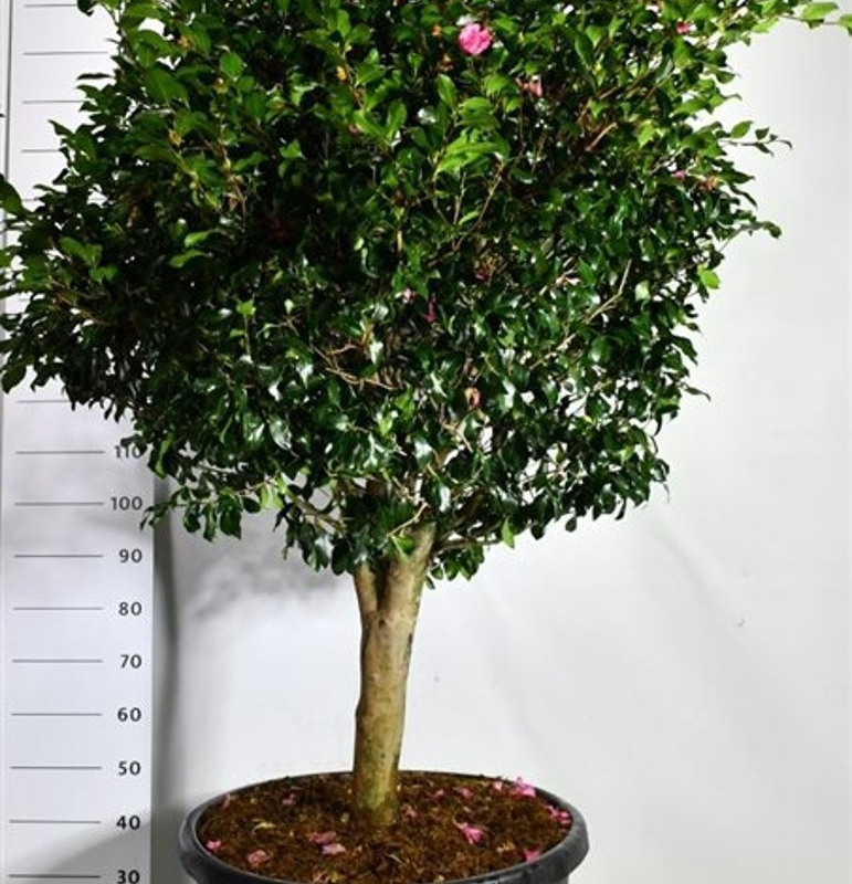 Camellia japonica 'Cleopatra'
