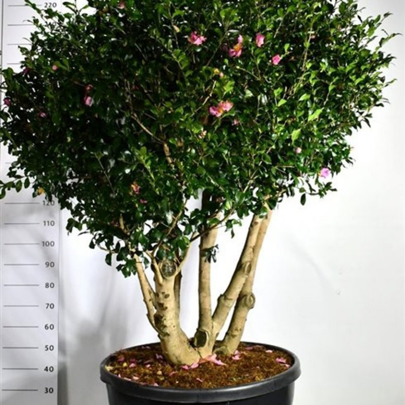 Camellia japonica 'Cleopatra'