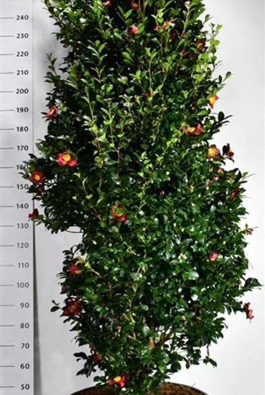Camellia vernalis 'Yuletide'