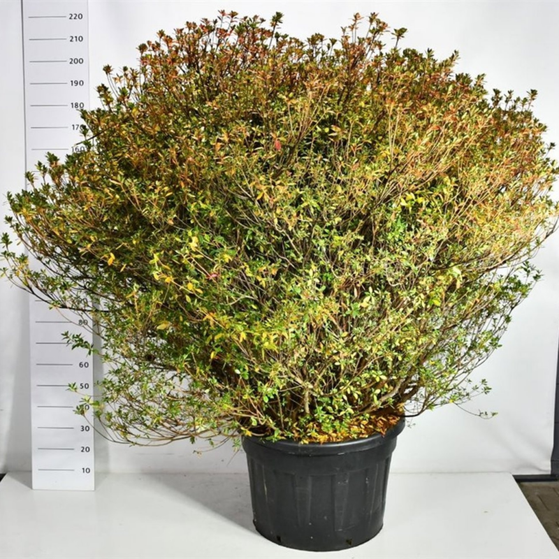 Rhododendron japonicum 'Aladdin Scout'