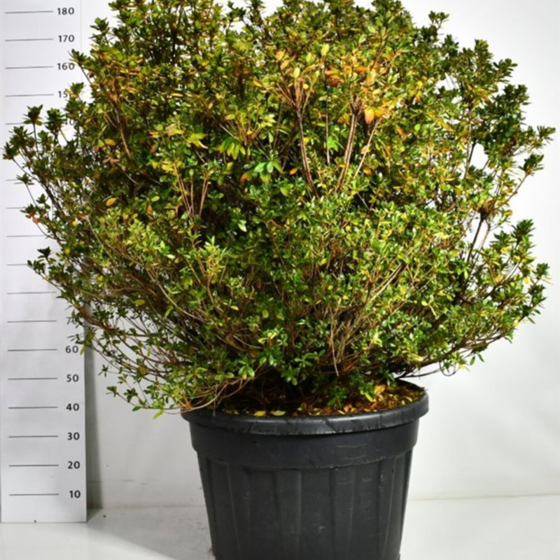 Rhododendron japonicum 'Buccaneer'