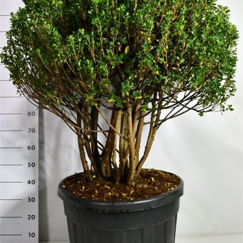 Rhododendron japonicum 'Rosebud'