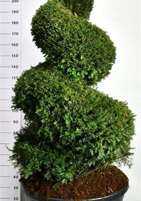 Taxus baccata