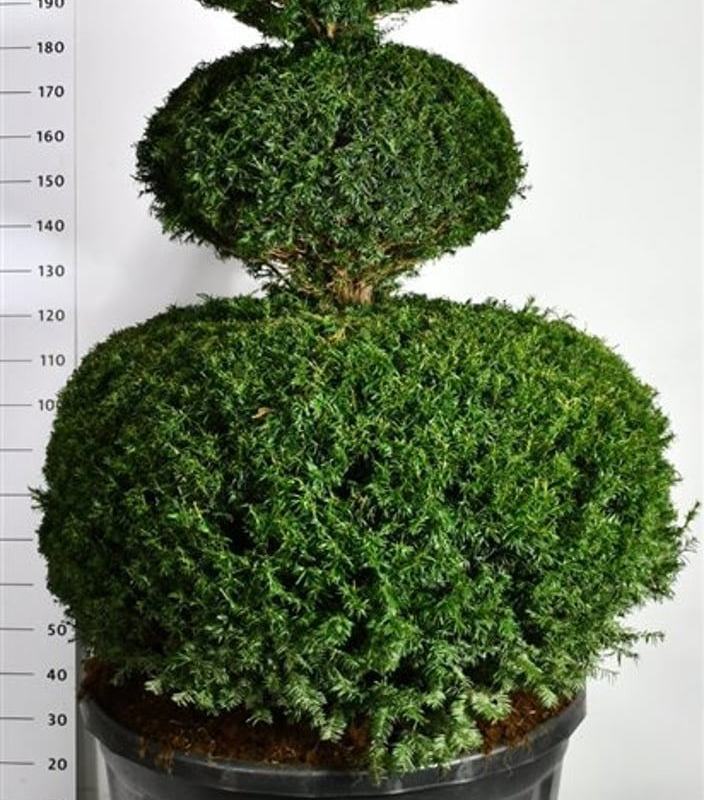 Taxus baccata