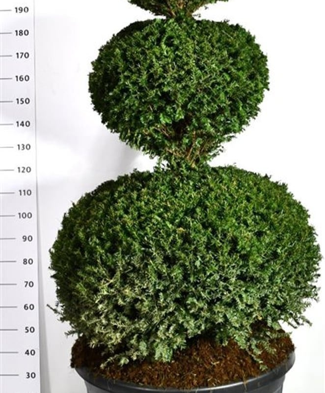 Taxus baccata