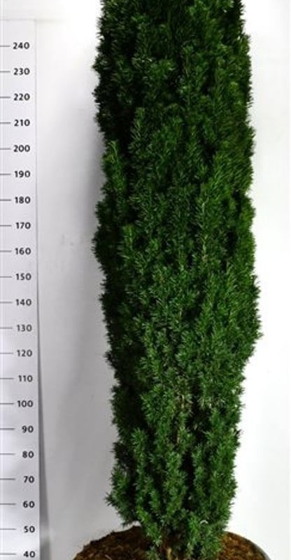 Taxus baccata 'Fastigiata Robusta'