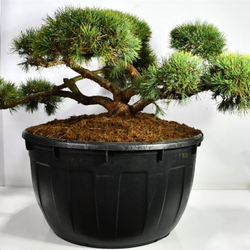 Pinus sylvestris 'Repens'