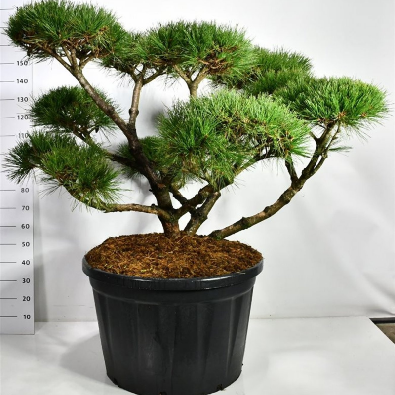 Pinus nigra 'Pierrick Bregeon'