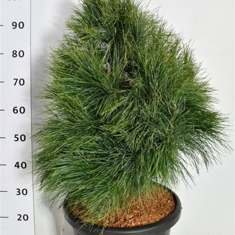 Pinus wallichiana