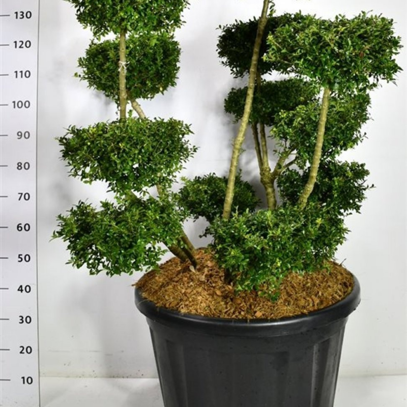 Ilex crenata 'Fructu Luteo'