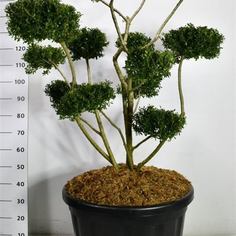 Ilex crenata 'Fructu Luteo'