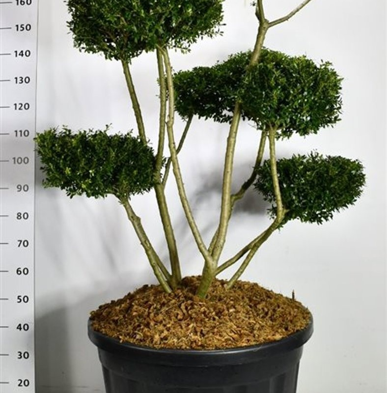 Ilex crenata 'Fructu Luteo'