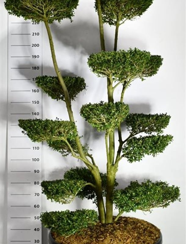 Ilex crenata 'Ellipta Convex'