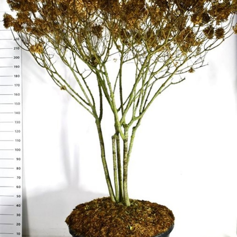 Hydrangea Paniculata 'Limelight'