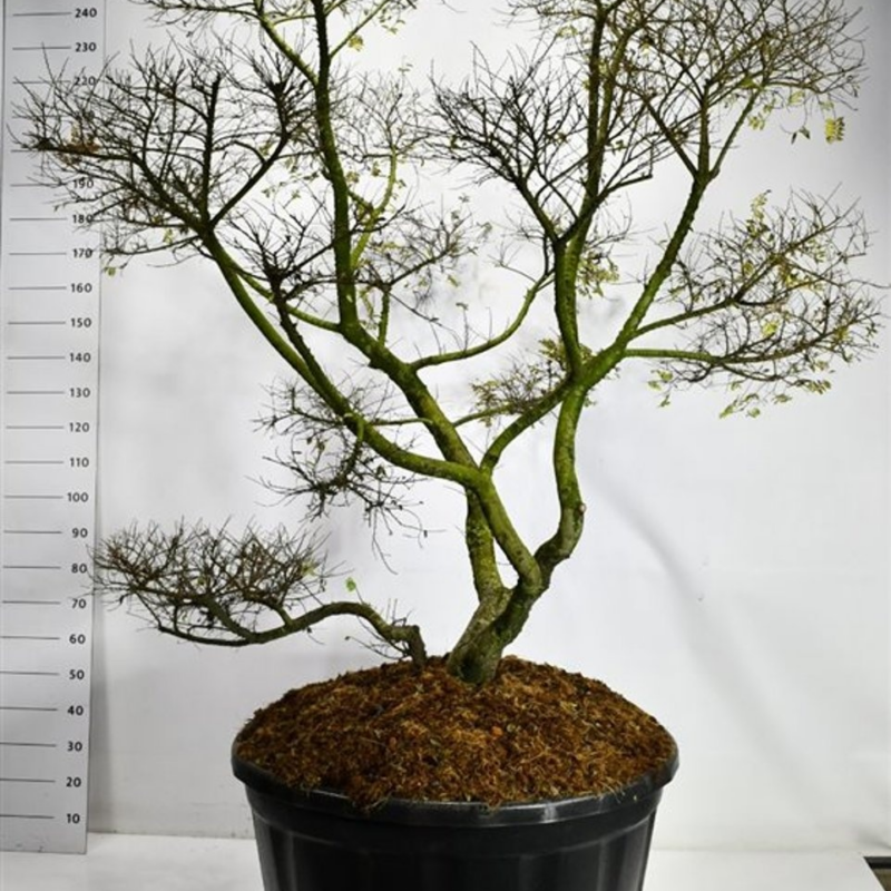 Ulmus minor 'Jacqueline Hillier'