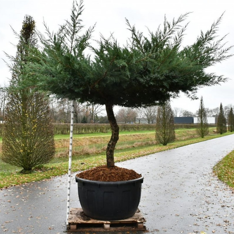 Juniperus pfitzeriana 'Hetzii'