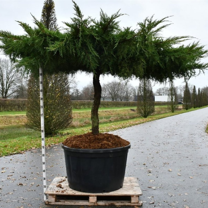 Juniperus pfitzeriana 'Aurea'