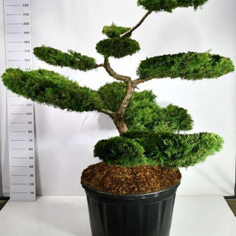Juniperus pfitzeriana 'Aurea'